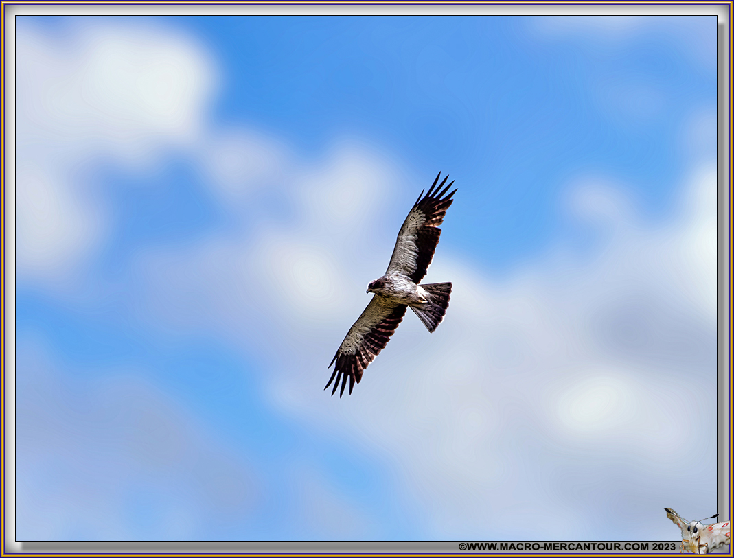 Aigle de Bonelli